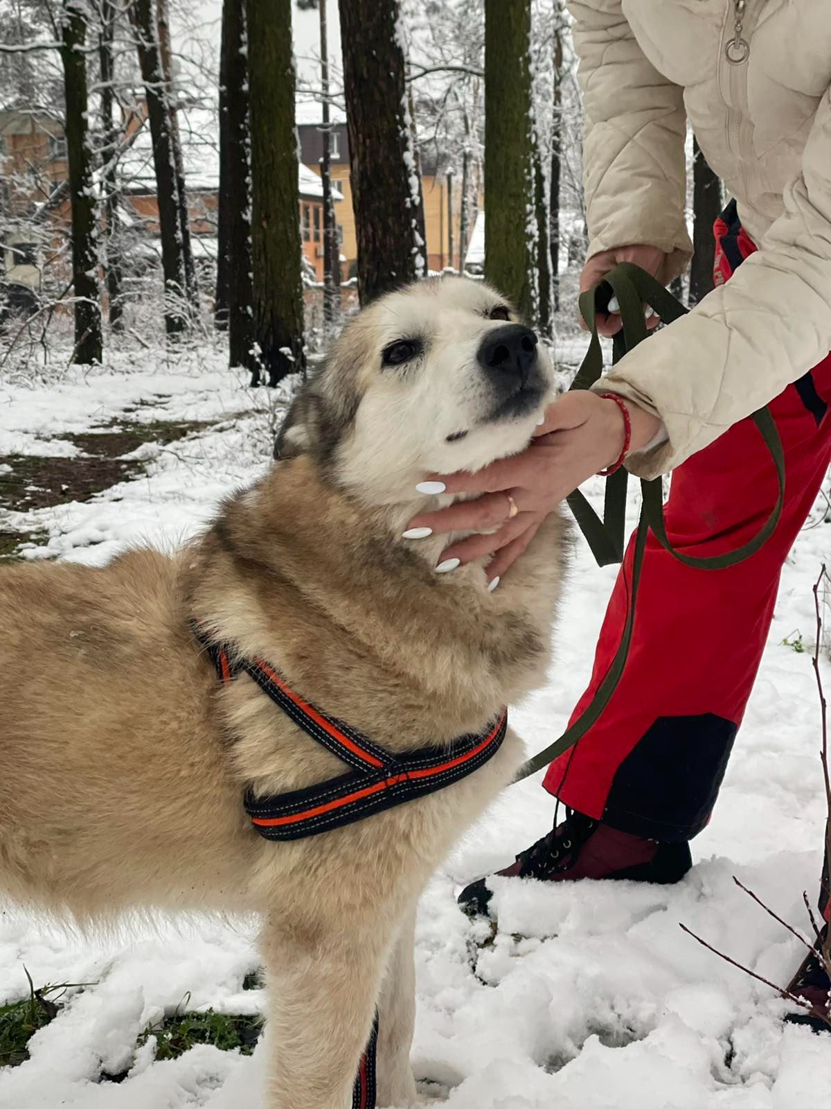 Неймовірна собака, метис лайки, яка мріє про справжній дім. 🐾