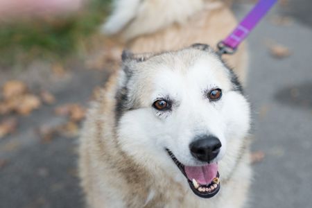 Неймовірна собака, метис лайки, яка мріє про справжній дім. 🐾