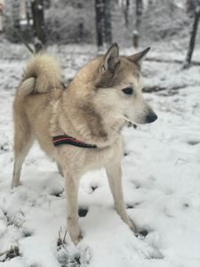 Неймовірна собака, метис лайки, яка мріє про справжній дім. 🐾