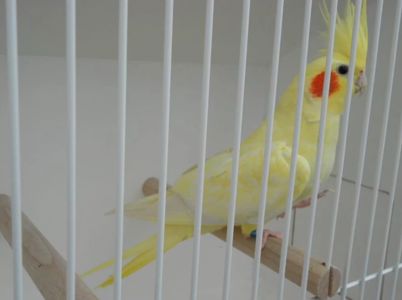 Корела – чудовий подарунок