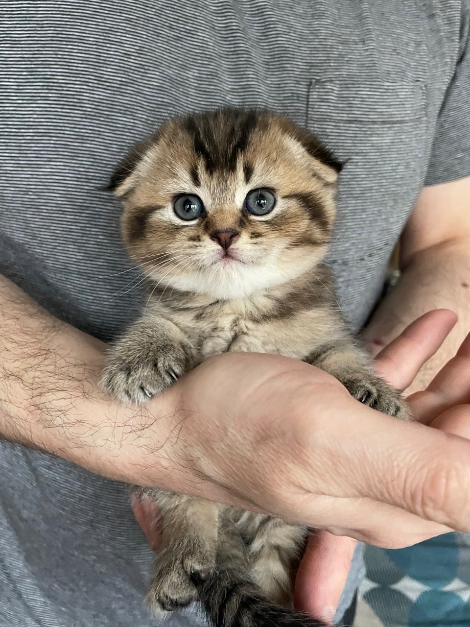 Шотландская, вислоухая девочка, плюшевая щекастая девочка