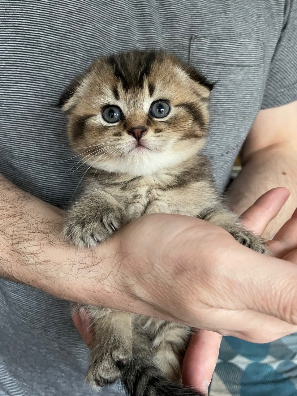 Шотландская, вислоухая девочка, плюшевая щекастая девочка