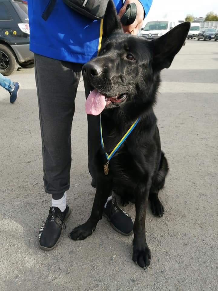 Цуценята німецької вівчарки