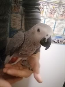 Папуга Жако
