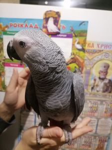 Папуга Жако