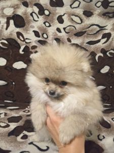 Померанський міні шпіц