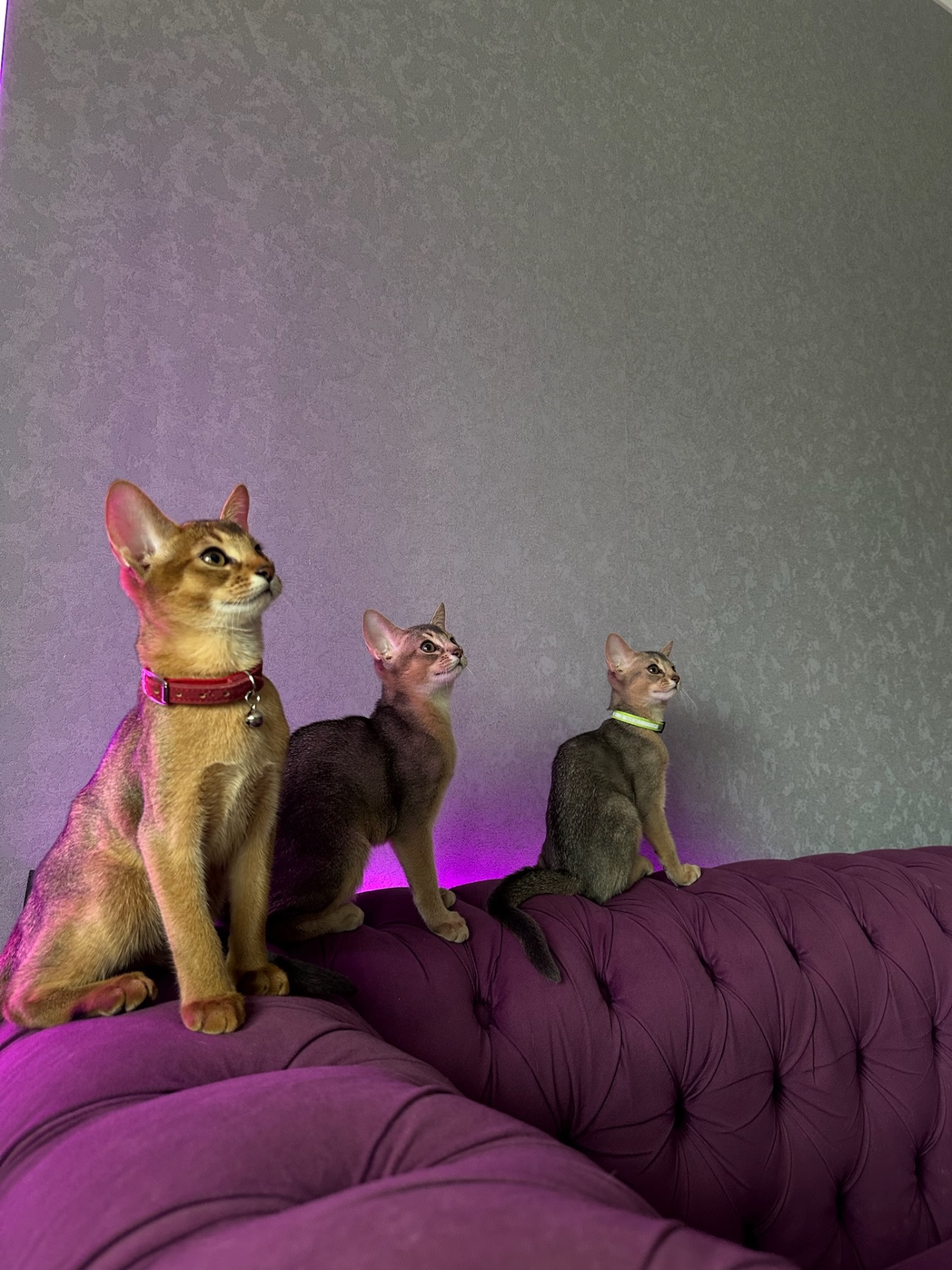 Абиссинские котята