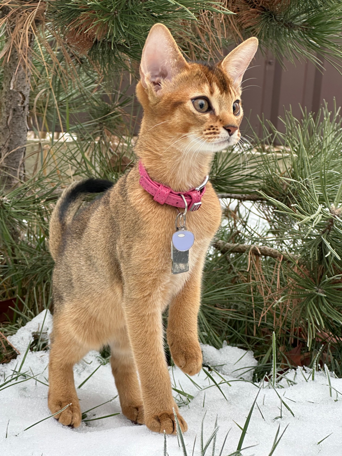 Абиссинские котята