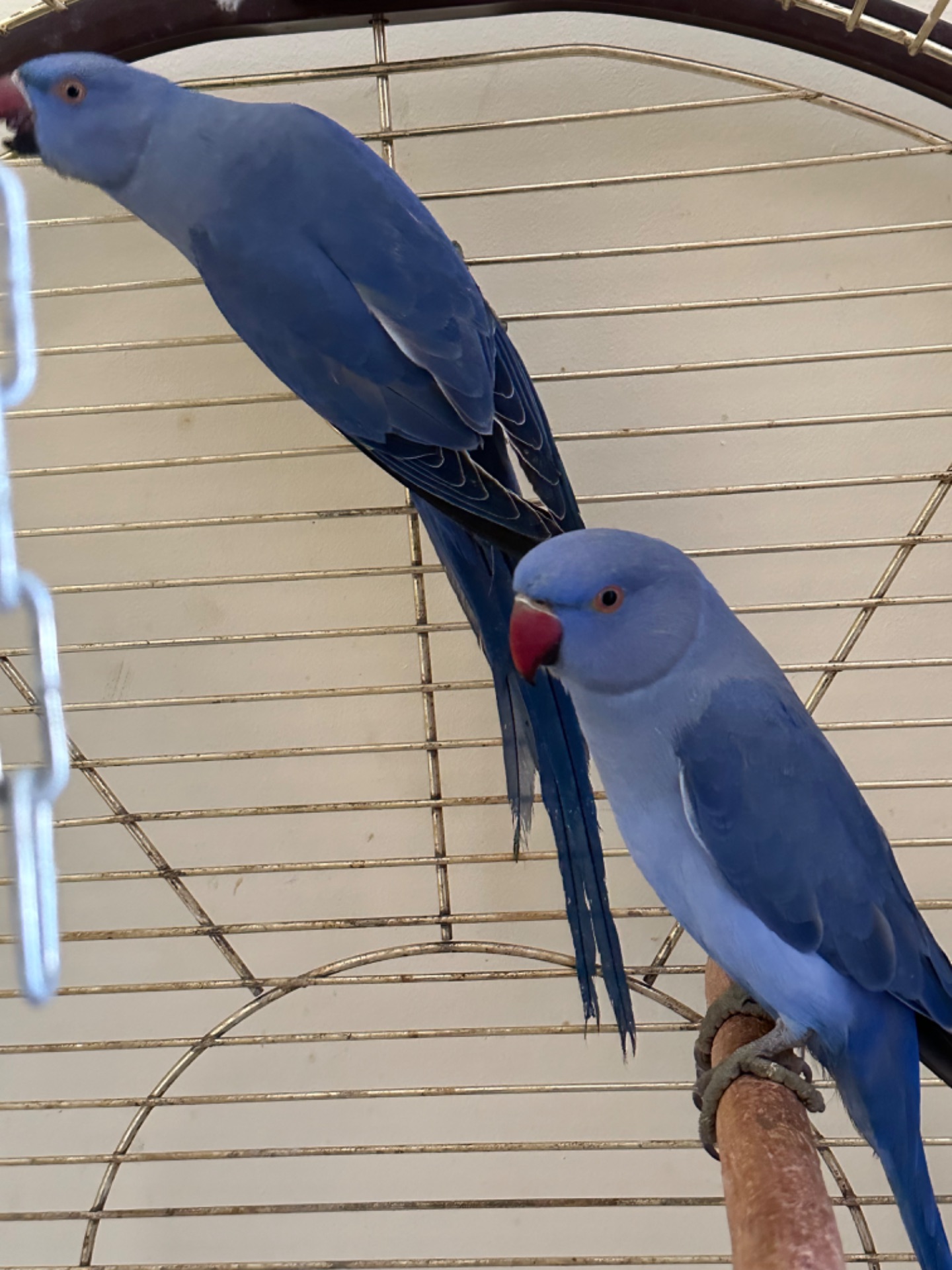 Фіолетові Ожерелові папуги різних кольорів