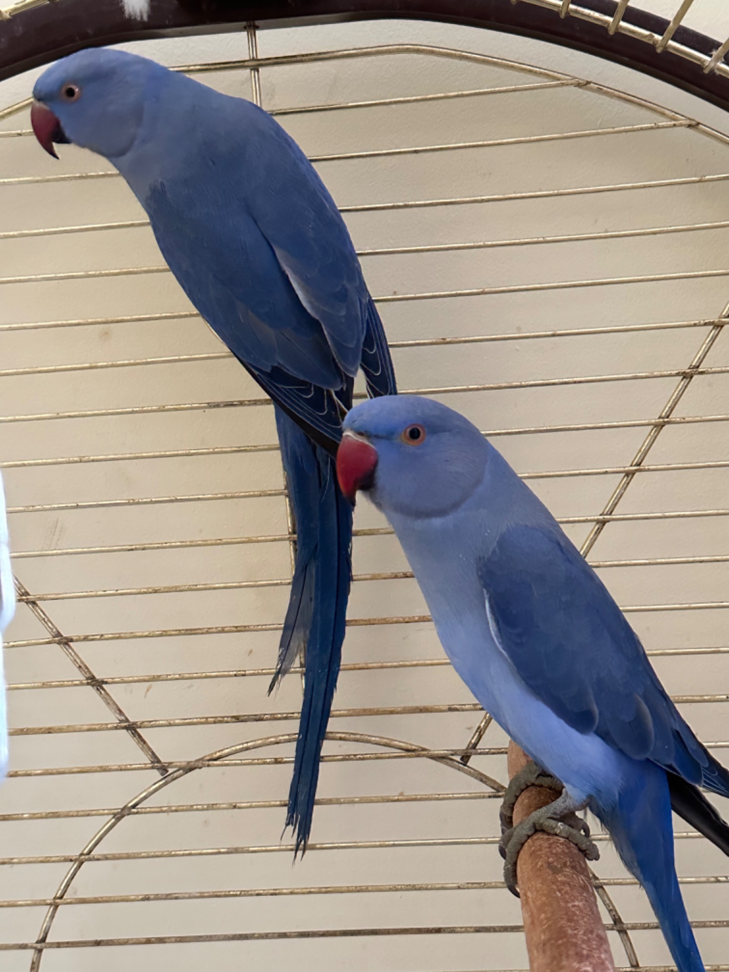 Фіолетові Ожерелові папуги різних кольорів