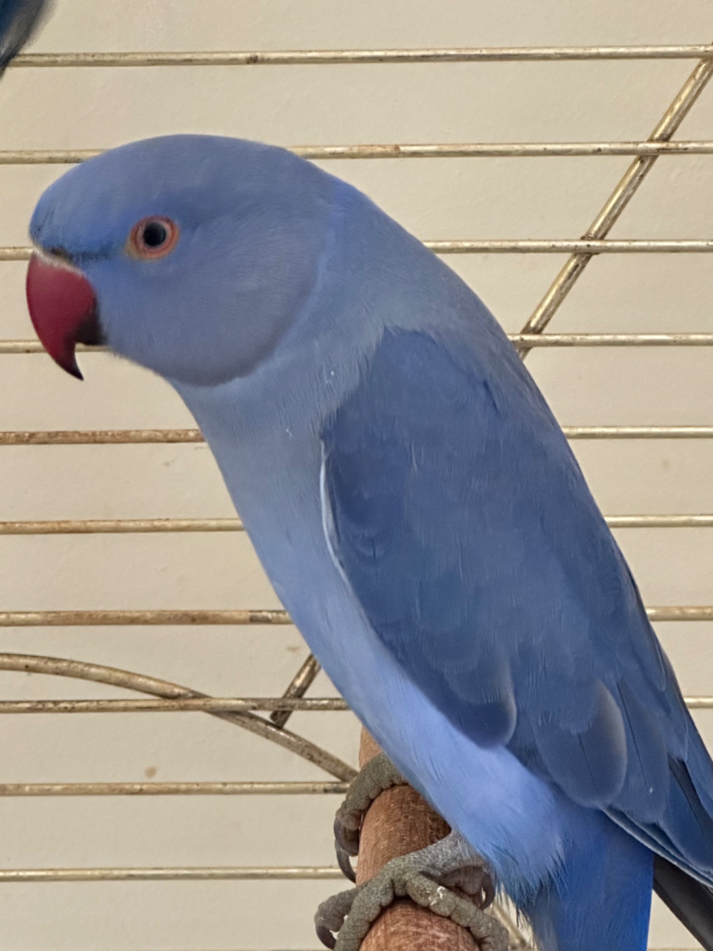 Фіолетові Ожерелові папуги різних кольорів