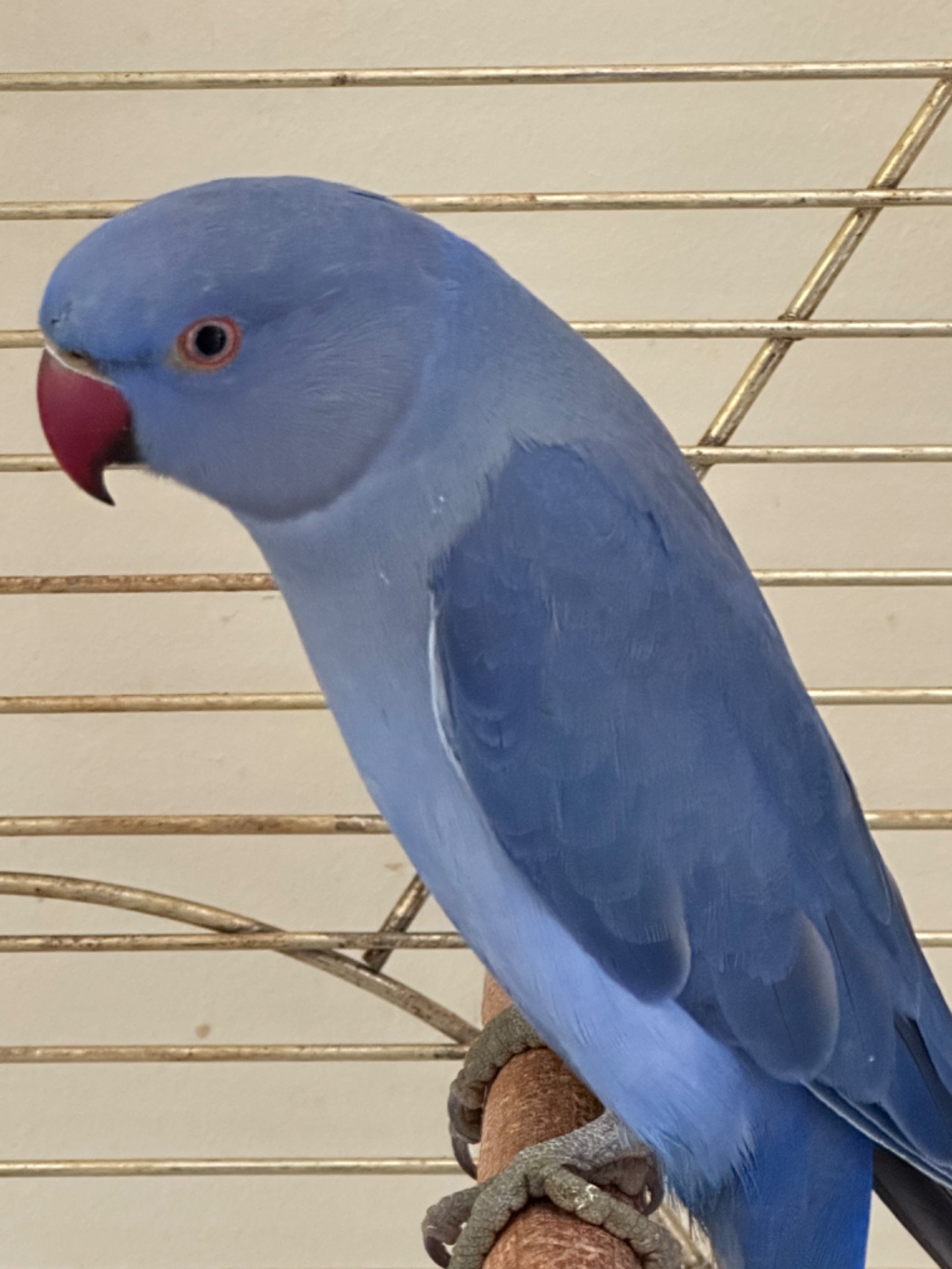 Фіолетові Ожерелові папуги різних кольорів