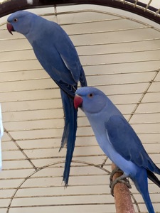 Фіолетові Ожерелові папуги різних кольорів