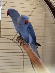 Фіолетові Ожерелові папуги різних кольорів