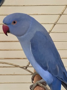 Фіолетові Ожерелові папуги різних кольорів