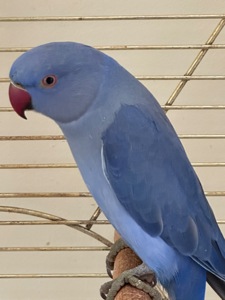 Фіолетові Ожерелові папуги різних кольорів