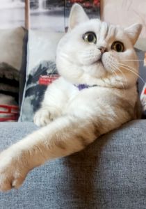 Шотландский кот для вязки