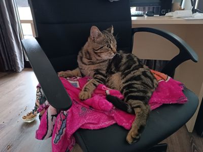 Молодий кіт Мартін шукає новий дім