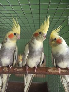 Кореллы птенцы