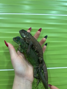 Красуні зелені ігуани