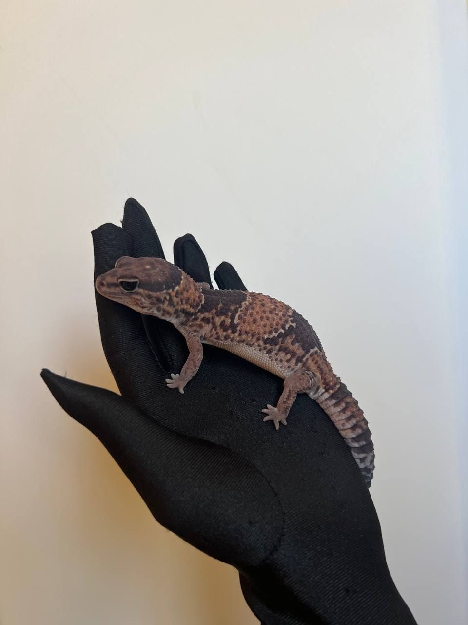 Геметиконікс або африканський товстохвостий гекон Oreo Fat Tail Gecko та інші