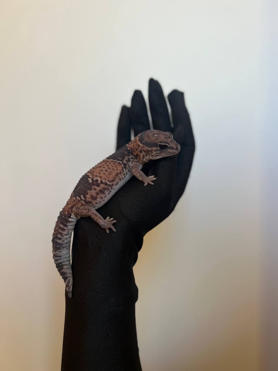 Геметиконікс або африканський товстохвостий гекон Oreo Fat Tail Gecko та інші