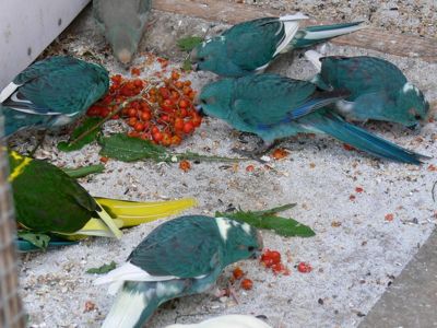 Попугай Какарик - Прыгающий попугай