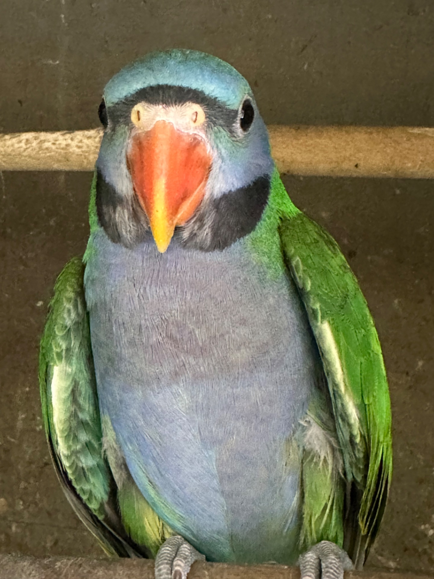 Говорящі папуги Китайські намистові