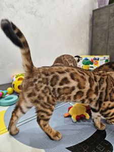 Бенгальська дівчинка