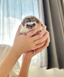 Африканський їжачок