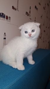 Кошеня хлопчик, блакитні очі, шотландський висловухий