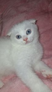 Кошеня хлопчик, блакитні очі, шотландський висловухий