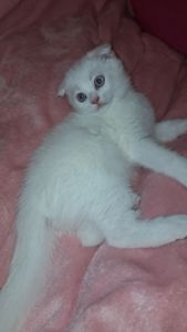 Кошеня хлопчик, блакитні очі, шотландський висловухий