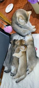 Британская золотая шиншилла