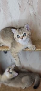 Черная Британская Золотая Шиншилла