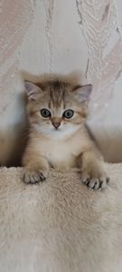 Черная Британская Золотая Шиншилла