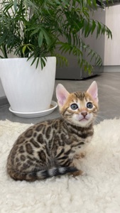 БЕНГАЛ кошеня