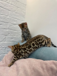 БЕНГАЛ кошеня