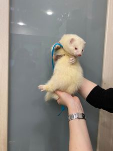 Тхорик альбінос