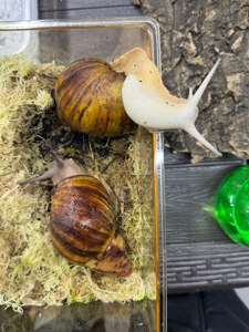 Archachatina marginata suturalis