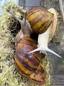 Archachatina marginata suturalis