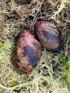 Archachatina marginata suturalis