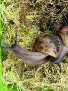 Archachatina marginata suturalis