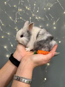 Карликовые кролики из питомника
