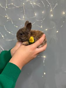 Карликовые кролики из питомника