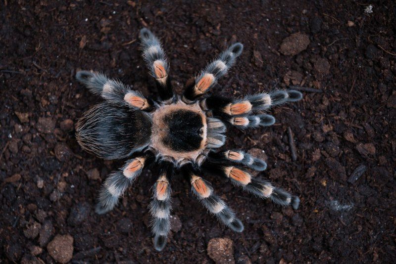 Павук Brachypelma smithi є різні види