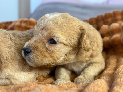 Мальтипу дівчинки хлопчики бебі фейс Без недоліків Здорові