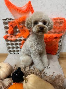 Той пудель кобель опытный toy poodle В'язка пудель Київ Позняки