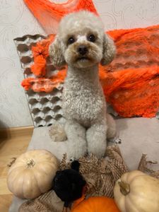 Той пудель кобель опытный toy poodle В'язка пудель Київ Позняки