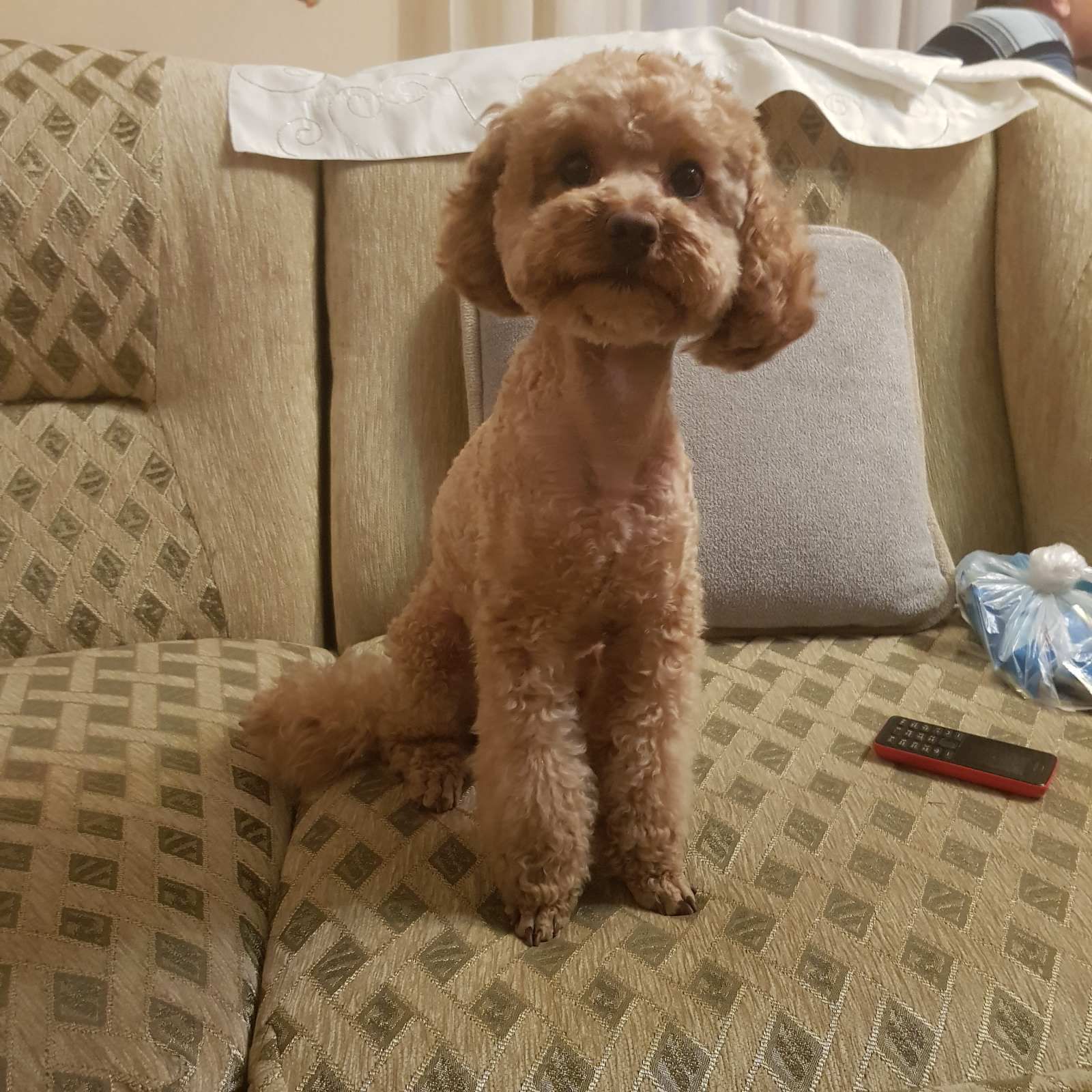 Той пудель кобель опытный toy poodle В'язка пудель Київ Позняки